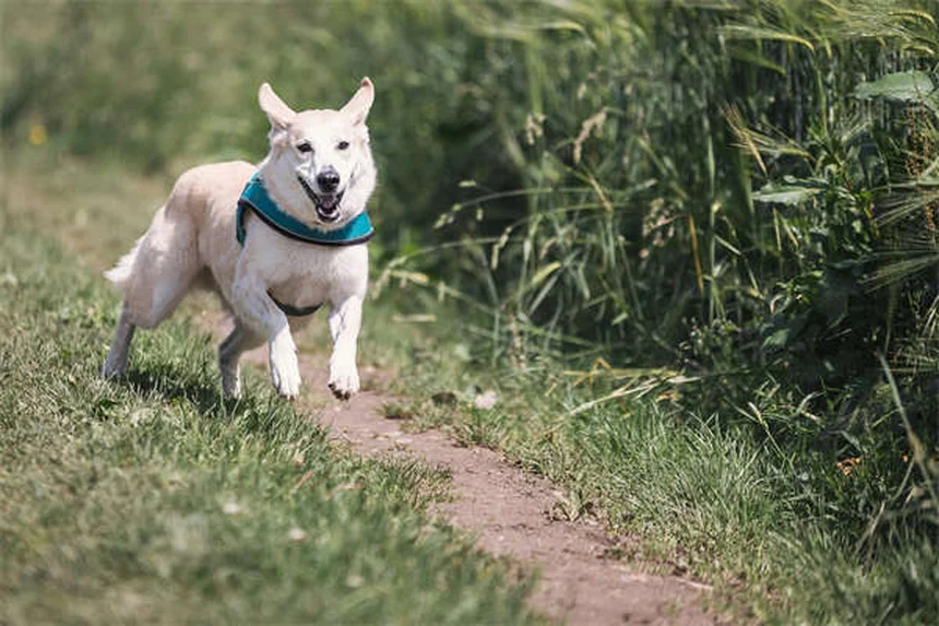 馬の結膜炎、すぐに獣医に相談すべき理由と症状