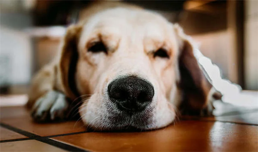 フェッチを嫌がる犬でも大丈夫！3つのステップで教える方法