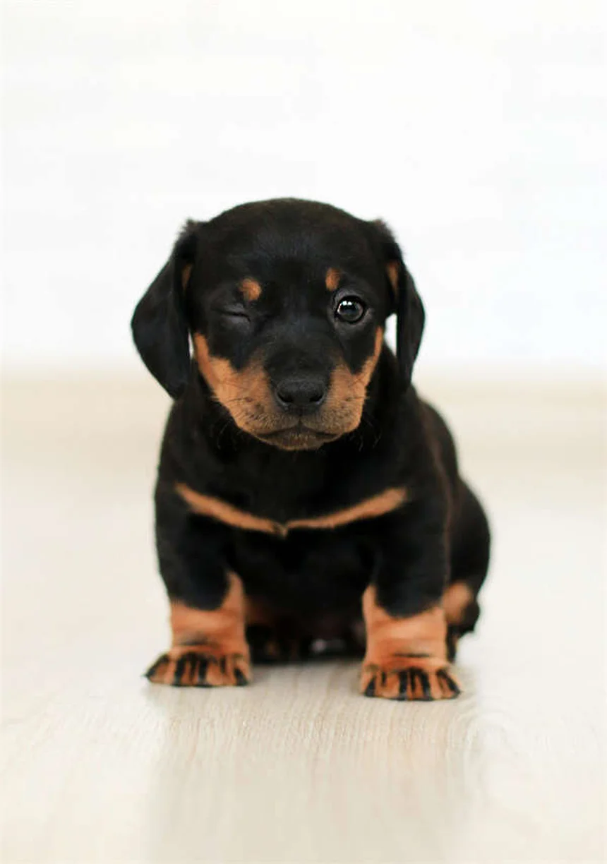 フェッチを嫌がる犬でも大丈夫！3つのステップで教える方法