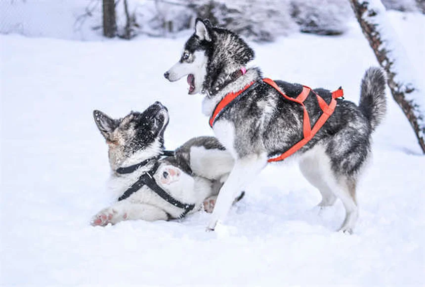 ダートムーアポニーの健康問題と飼い方のコツ