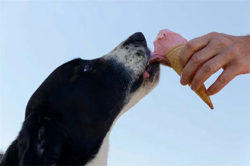 ダートムーアポニーの健康問題と飼い方のコツ