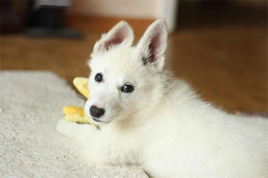 ダートムーアポニーの健康問題と飼い方のコツ