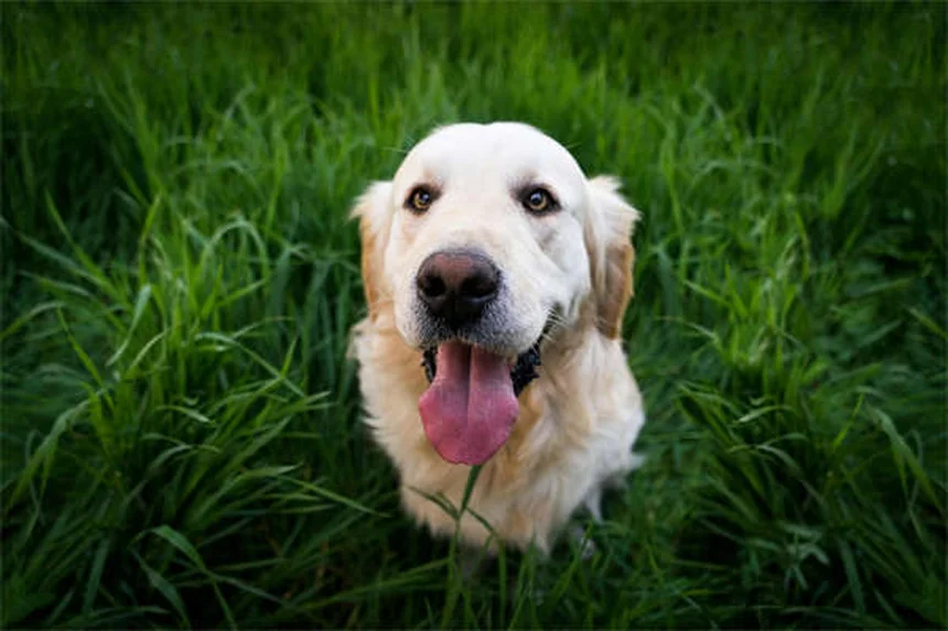犬は恐怖を嗅ぎ分けられる？科学と体験でわかった真実