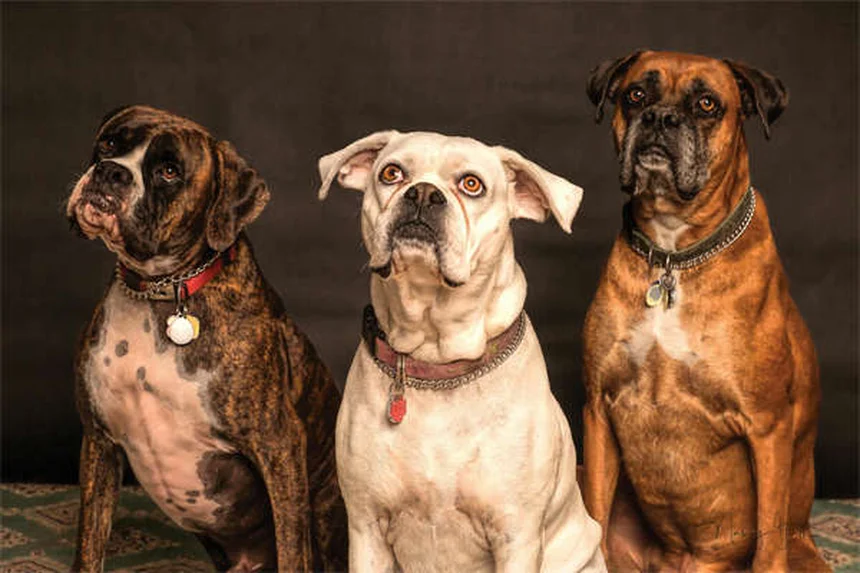 犬は恐怖を嗅ぎ分けられる？科学と体験でわかった真実