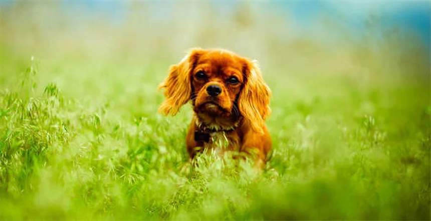 プロプラノロールを犬と猫に使う前に知っておきたい7つのこと