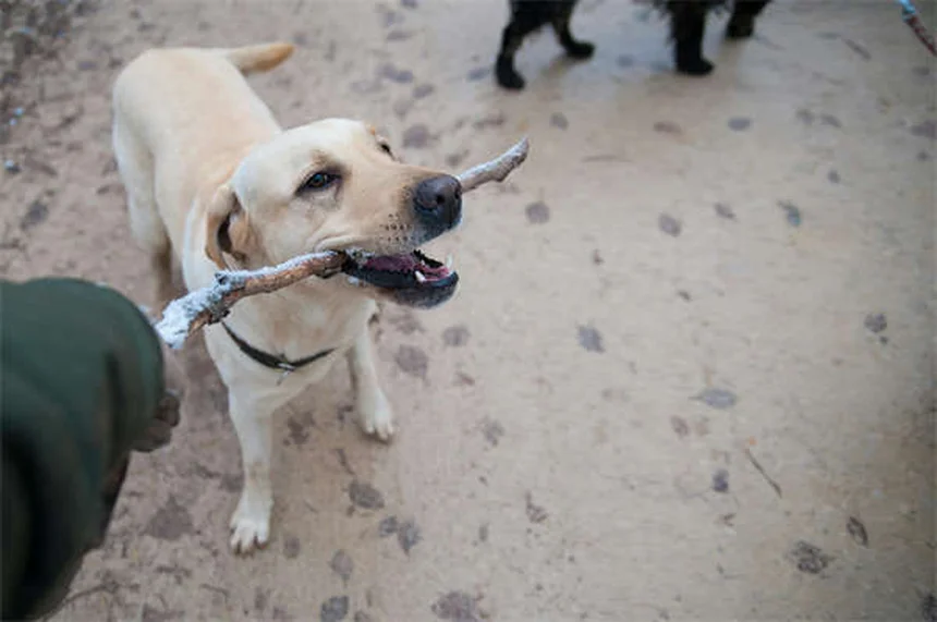 プロプラノロールを犬と猫に使う前に知っておきたい7つのこと