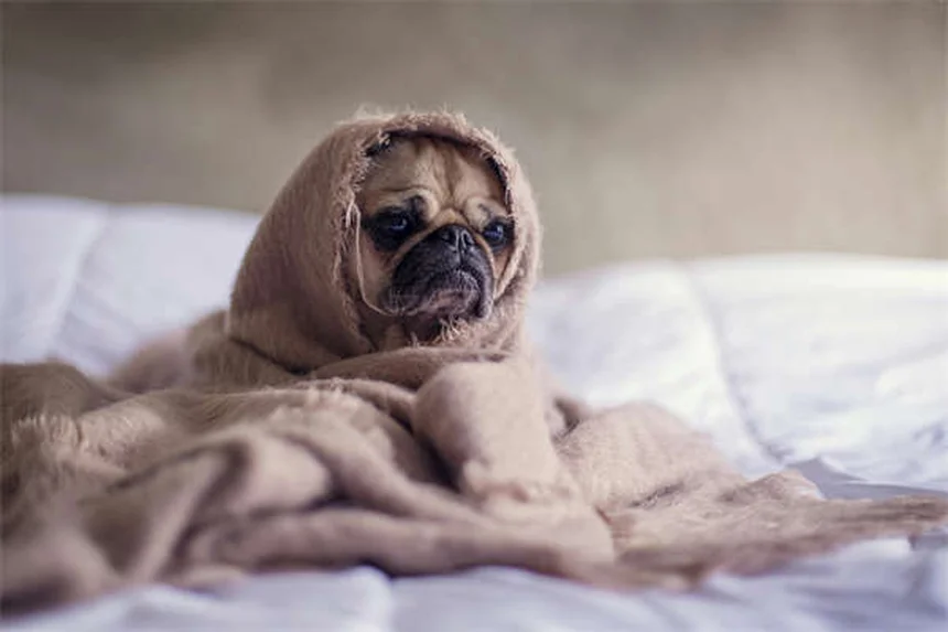 プロプラノロールを犬と猫に使う前に知っておきたい7つのこと