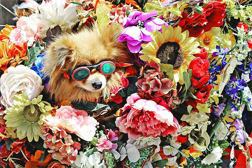 犬が空気を舐める理由とは？原因と対策を獣医師が解説