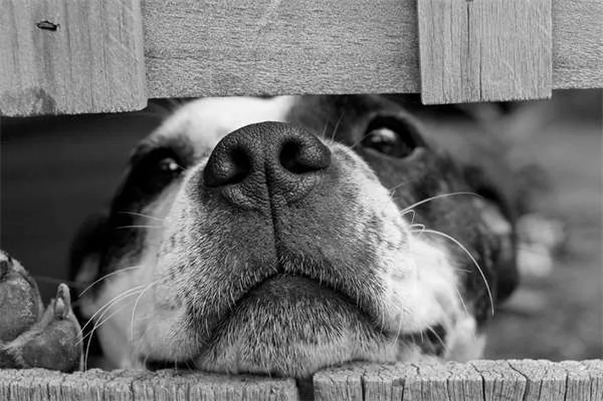 犬が空気を舐める理由とは？原因と対策を獣医師が解説