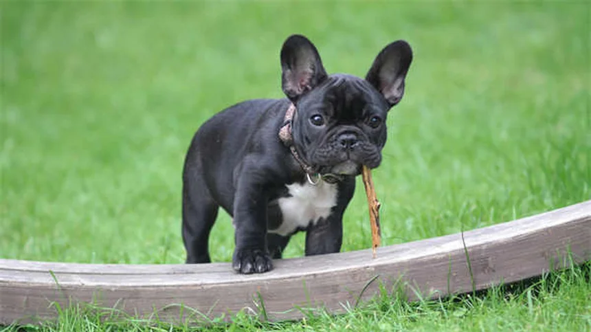 犬が空気を舐める理由とは？原因と対策を獣医師が解説