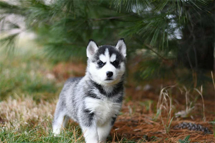 パルボウイルス回復犬の譲渡後に気をつけること
