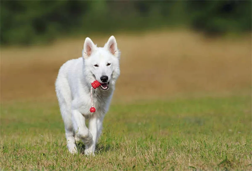 プレマックの原理で犬のしつけを効果的に！実践する3つのコツ