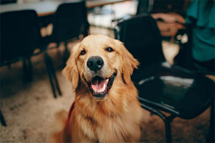犬が死んだ動物の上で転がる理由と対策方法