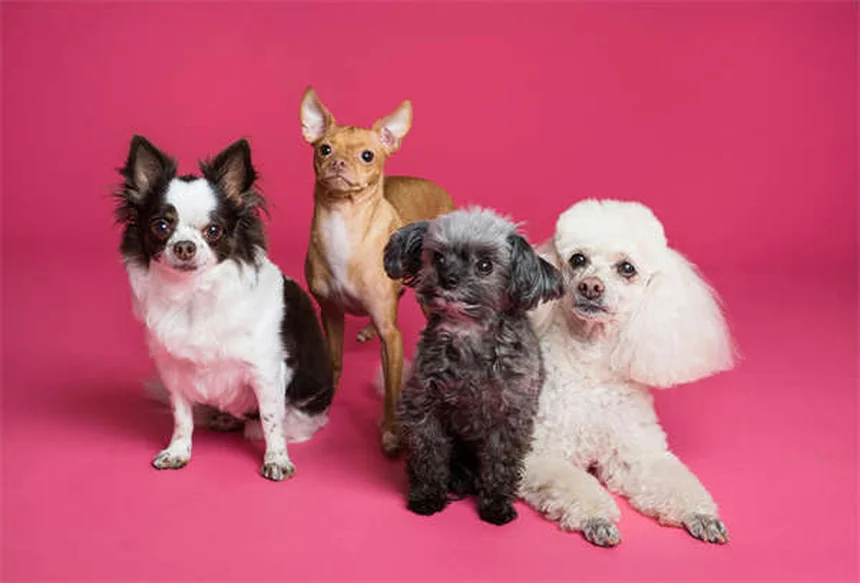 犬の胃酸対策にシメチジンは効果的？獣医が解説する正しい使い方