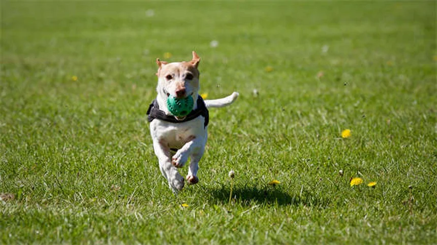 馬の動脈瘤とは？症状・原因から予防法まで徹底解説