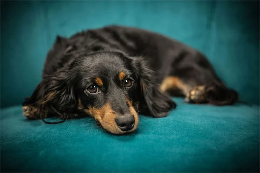 犬の乾燥肌の原因はまさかこれ！見逃しがちな症状と治し方