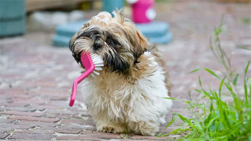 犬の引っ張り防止ハーネスおすすめ5選！正しい選び方と使い方