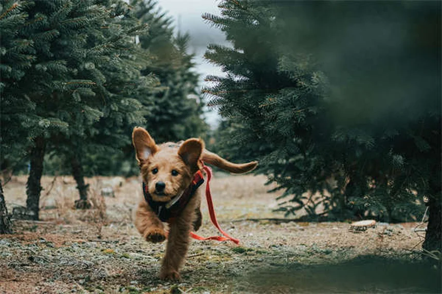 犬のてんかん発作の見分け方と見逃しサインを獣医が解説