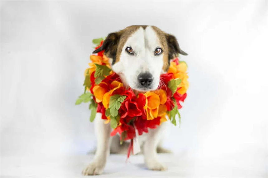 ウサギの外耳炎・中耳炎対策｜症状から治療法まで完全ガイド