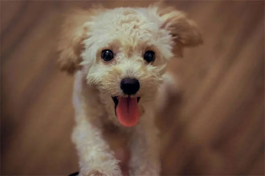 子犬のお世話で知っておきたい5つの基本ルール