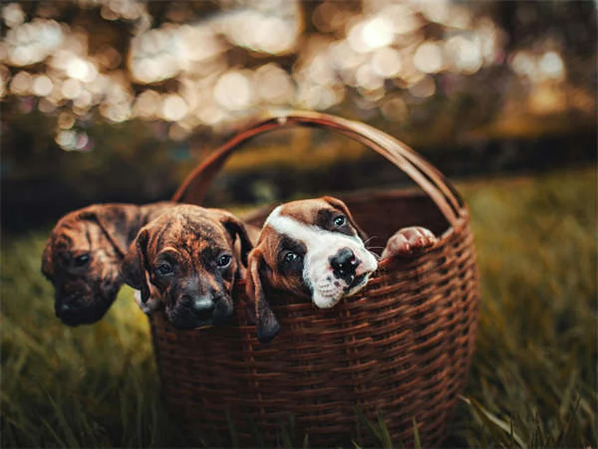 犬猫のタウリン不足を解消！正しいサプリメントの使い方