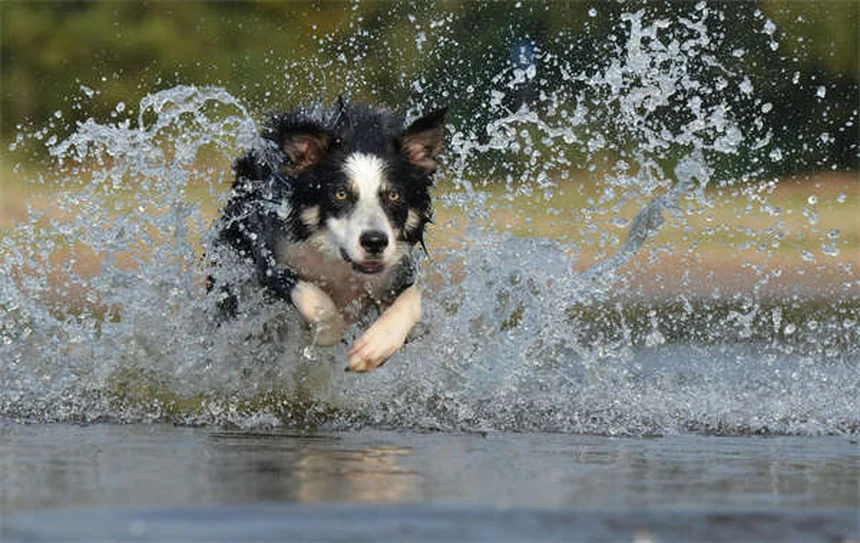犬の正しい撫で方｜初対面でも仲良くなれる7つのコツ