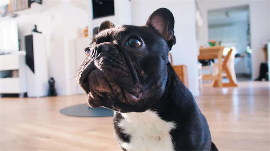 犬と猫のフィラリア症予防｜10の誤解と正しい知識