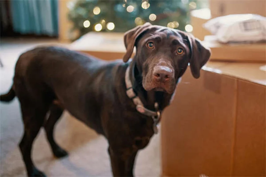 小型犬を飼うなら知っておきたい！25品種の特徴と飼い方のコツ