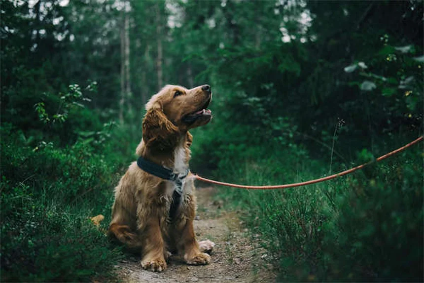 小型犬を飼うなら知っておきたい！25品種の特徴と飼い方のコツ