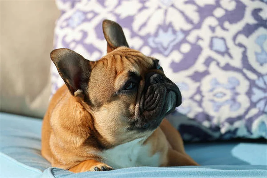 小型犬を飼うなら知っておきたい！25品種の特徴と飼い方のコツ